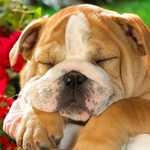 bulldog wallpaper APK