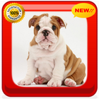 Funny Bulldog WP icône