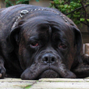 Bullmastiffs Lwp APK