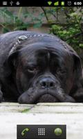 Bullmastiffs Lwp screenshot 1