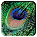 Peacock Feather Wallpaper APK