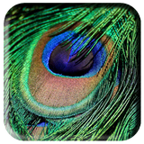 آیکون‌ Peacock Feather Wallpaper