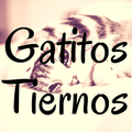 Fondos de Pantalla Gatitos