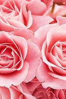 Rose Flower Wallpaper HD Best and Most Beautiful 스크린샷 2