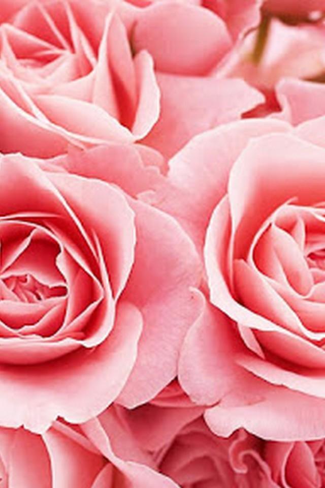 Bunga Mawar Wallpaper Hd Terbaik Dan Tercantik For Android