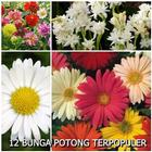12 Bunga Potong Terpopuler आइकन
