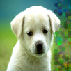 10Jenis Anjing Penjaga APK