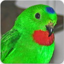 Suara Burung Serindit Gacor : Master Serindit APK
