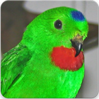 Suara Burung Serindit Gacor : Master Serindit icon