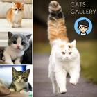 Cats Gallery أيقونة