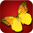 Wings Collector Amber APK