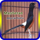 Masteran Murai Batu APK