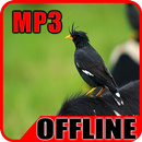 Suara Burung Jalak Kebo Gacor Offline-APK