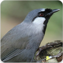 Masteran Poksay Gacor : Suara Burung Poksay Juara APK