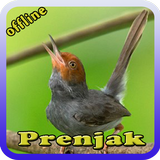 Prenjak Masteran icon