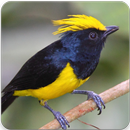 Sultan Tit Bird Sound : Sultan Tit Song APK