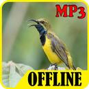 Suara Burung Sogok Ontong Offline untuk Masteran APK