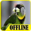 Suara Burung Takur Offline Free APK
