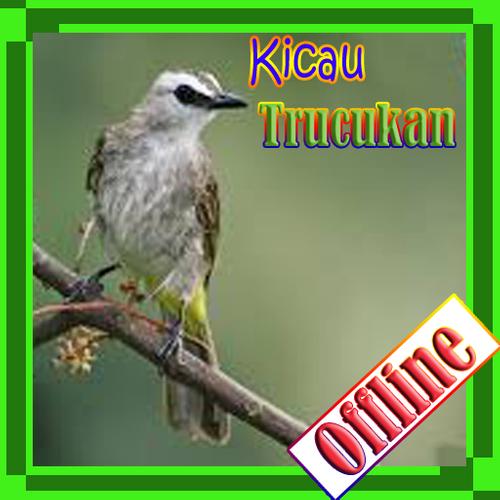 Burung Trucukan For Android Apk Download