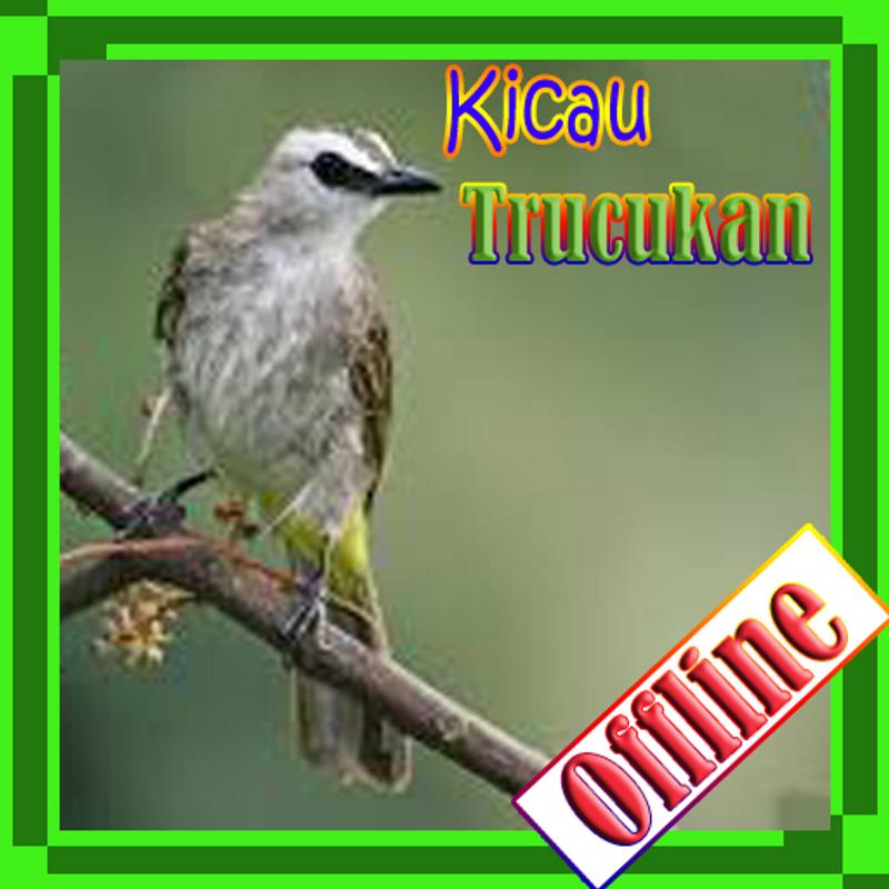 Download Suara Burung Trucukan Liar - Blog Tentang Burung