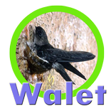 Suara pemanggil walet terbaru