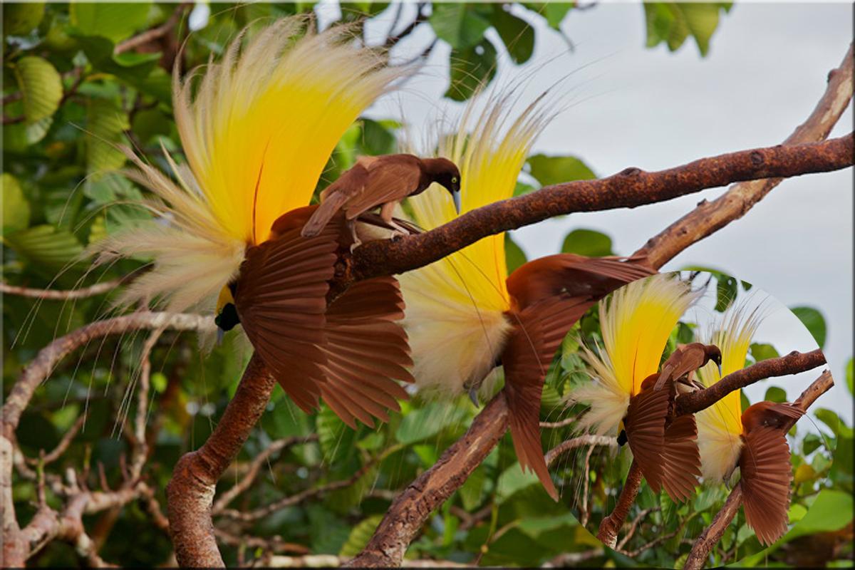 Появление яркого оперения у самца индийского. Балийская Райская птица. Райская птица Папуа новая Гвинея. Райская птица Гоби. Королевский венценосный мухоед.
