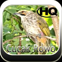 Suara Cucak Rowo Cartaz