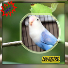 Master Ocehan Lovebirds Terbaik أيقونة