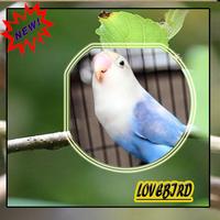 Master Ocehan Lovebirds Terbaik الملصق