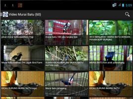 Burung Murai Batu screenshot 1
