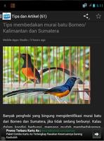 Burung Murai Batu syot layar 3