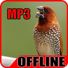 Suara Burung Pipit Offline آئیکن