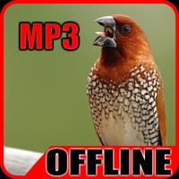 Suara Burung Pipit Offline capture d'écran 3