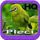 Master Kicau Pleci HD أيقونة