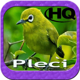 Master Kicau Pleci HD иконка