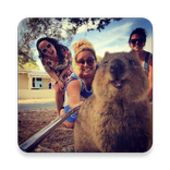 Quokka for Twitter