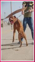 تدريب كلاب البيتبول - Pitbull Affiche