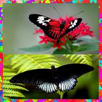 Specialist Wallpaper Butterfly اسکرین شاٹ 2