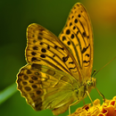 butterflies jungle wallpapers APK
