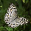 ”Butterfly Wallpapers