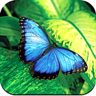 Butterfly Live Wallpapers icône