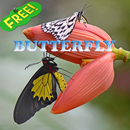 أفكار فراشة APK