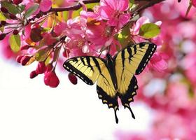 Butterfly Wallpapers for Chat تصوير الشاشة 3