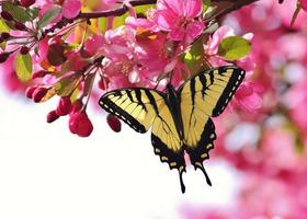 Butterfly Wallpapers for Chat اسکرین شاٹ 3
