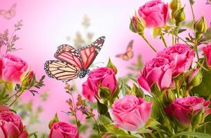 Butterfly Wallpapers for Chat captura de pantalla 1