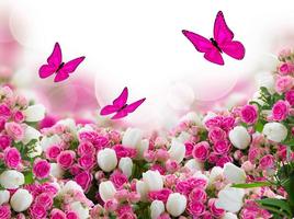 Butterfly Wallpapers for Chat ภาพหน้าจอ 2