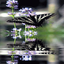 Butterfly in Swamp LWP-APK