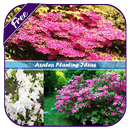 Azalea Planting Ideas APK