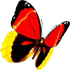 Butterfly Lianliankan（Free）