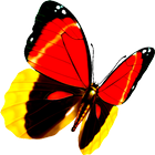 Butterfly Lianliankan（Free） icon